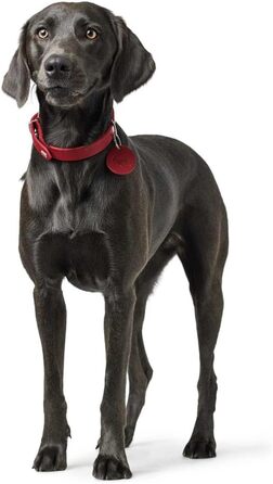 Нашийник для собак HUNTER AALBORG, колір: коньяк, міцне шкіряне обплетення, ідеальний для спорту та повсякденного використання, з шкіряним брелоком, Made in Germany, розмір 37 коньяк 37