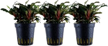 Акваріумна рослина Bucephalandra sp. 'Red' AquaOne, 3 шт, водна рослина для акваріума, повністю вкорінений кореневище, легкий догляд, для акваскейпінгу та декору