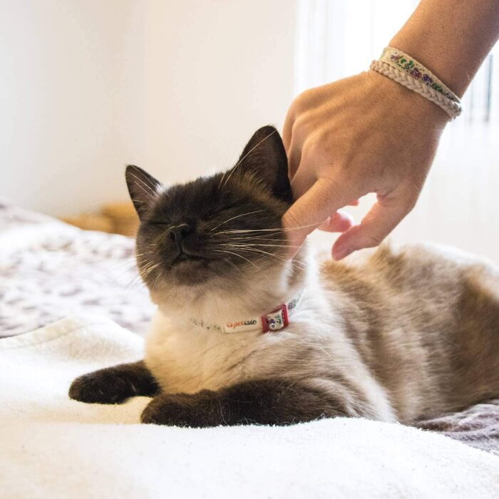 Pettsie нашийник для котів з безпечним замком, ідентифікатором, браслетом для власника, регульований, міцна бавовна, D-кільце, 12,7-20,3 см