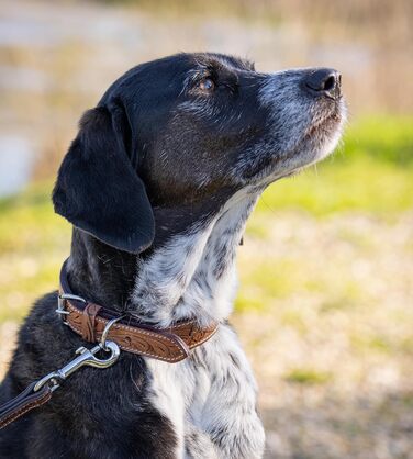 Стильний шкіряний нашийник для собак Джек Рассел від Abey: нашийник з буйволячої шкіри, вишуканий дизайн з різьбленням, м'яка підкладка (S, 26-34 см)