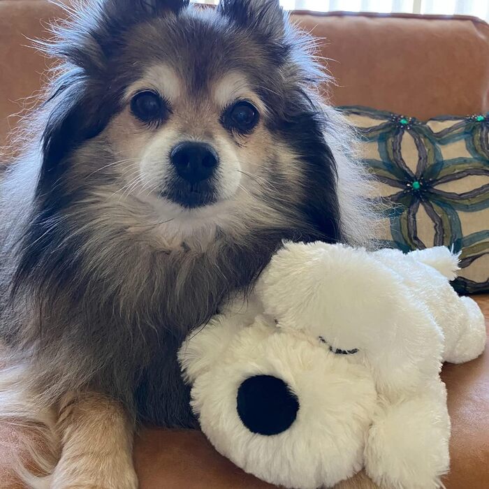 Інтерактивна іграшка для цуценят SmartPetLove Snuggle Puppy Junior із імітацією серцебиття, заспокійлива м'яка іграшка для сну (золота)