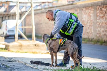 Шлейка для собак Julius-K9 Mantrailing Outdoor L-XL, неонова помаранчева з UV-кантом