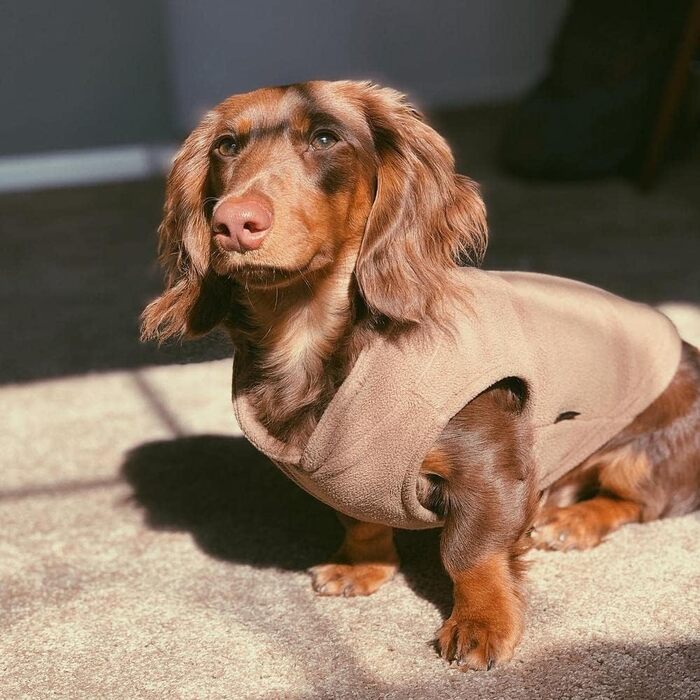 Тепла жилетка для маленьких собак GOOBY, фліс, колір clay, розмір XL