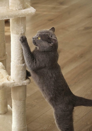 Високий когтеточка-комплекс для котів: лежанка та стовпчик для дряпання, вежа Drapaczek 161 - 220 см