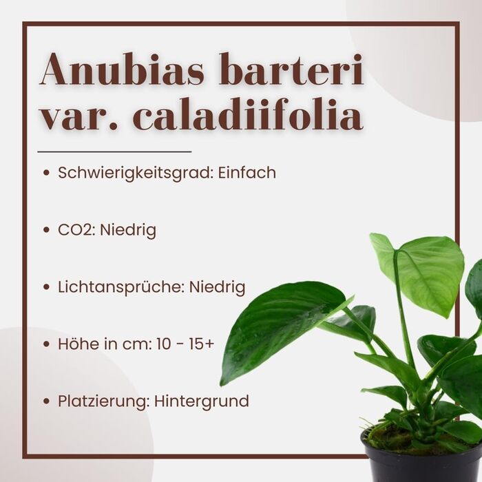 Акваріумна рослина Anubias barteri caladiifolia AquaOne, 3 шт, водна рослина з кореневищем, легка у догляді, для акваскейпінгу та декору