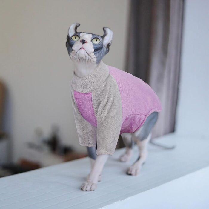 Теплий зимовий пуловер для котів Sphynx, фіолетовий, Roa (M)