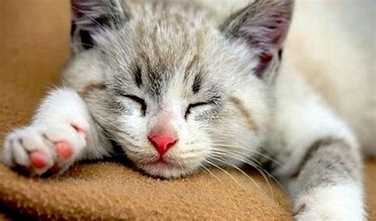 Сухий корм Brit Care Cat Grain-Free для кошенят, 7 кг