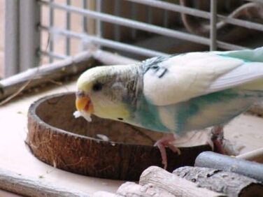 Сидіння для птахів Vogelgaleria з кокосовою мискою, знімна годівниця, іграшка та кормове сидіння для папуг і канарок