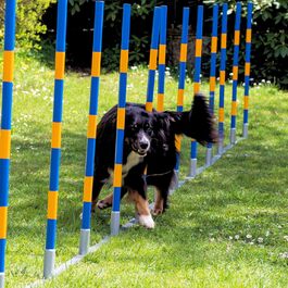 Набір для аджиліті для собак PROCYON Doggy: професійний слалом