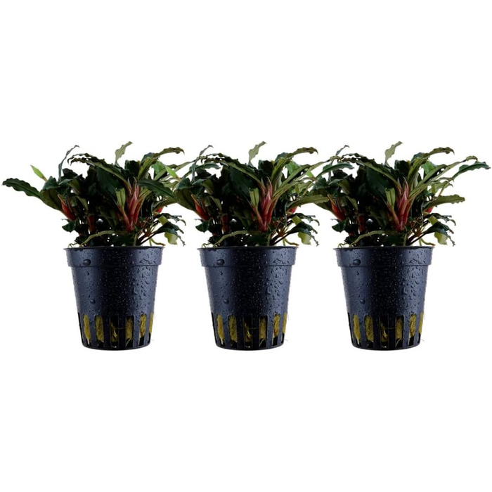 Акваріумна рослина Bucephalandra sp. 'Red' AquaOne, 3 шт, водна рослина для акваріума, повністю вкорінений кореневище, легкий догляд, для акваскейпінгу та декору