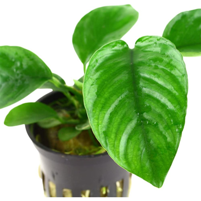 Акваріумна рослина Anubias barteri caladiifolia AquaOne, 3 шт, водна рослина з кореневищем, легка у догляді, для акваскейпінгу та декору