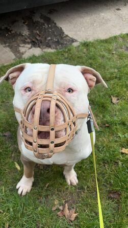 Намордник з натуральної шкіри для American Bully, Bully XL та схожих порід