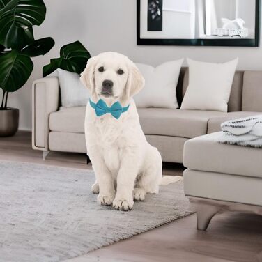 Нашийник для собак Vioett (L, Синій) з фіксуючою фігурою, м'який велюровий матеріал, для великих собак