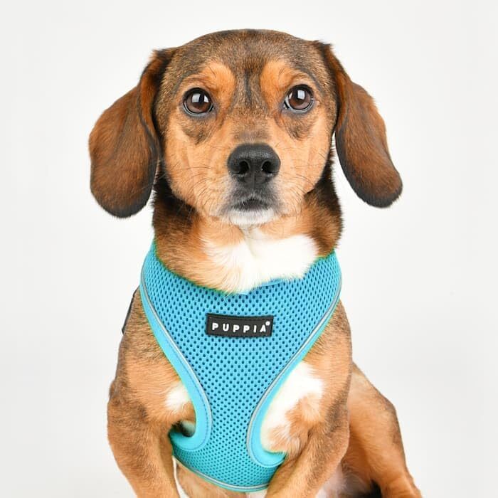 М'яка шлейка для собак Soft Harness Pro, розмір M, небесно-блакитна