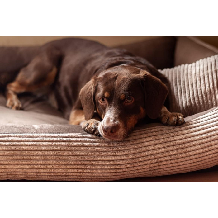 4L Textil Hundebett Molly - зручне ліжко для собак середніх порід, м'який велюр, коричневий колір (100x80 см)