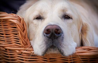 Плетений кошик-будка для собак із натуральної лози 85 см без подушки e-wicker24