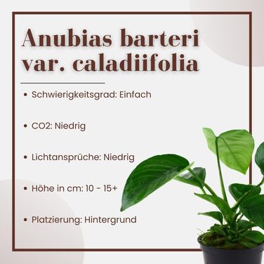 Акваріумна рослина Anubias barteri caladiifolia AquaOne, 3 шт, водна рослина з кореневищем, легка у догляді, для акваскейпінгу та декору