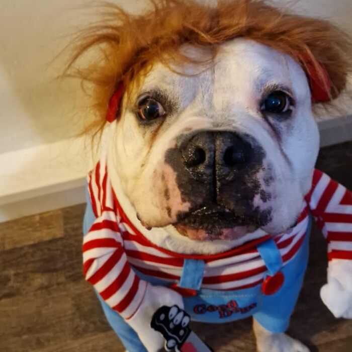 Костюм для собаки: Хелловін, косплей, вечірка, святковий набір (M)