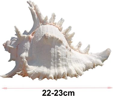 Велика мушля для декору, акваріума, Muschelschale 22-23 см