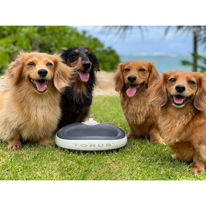 Автоматична поїлка для котів і малих собак Torus Pet Mini, з вугільним фільтром, 1 л, портативна, антимікробна, BPA-free