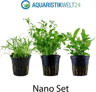 Набір акваріумних рослин AquaOne для нано-акваріума: 3 рослини — стеблова Hygrophila, ґрунтопокривна Eleocharis, аквасети для прісноводних акваріумів