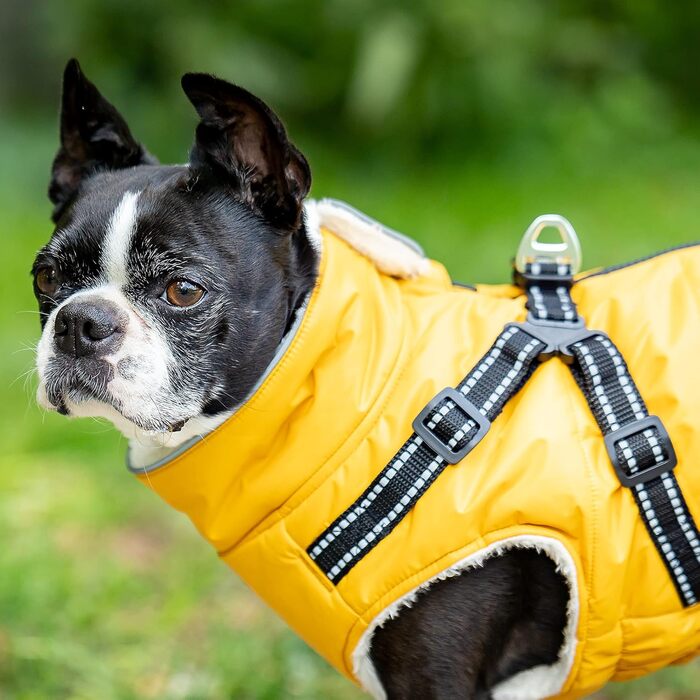 Зимова куртка для собак CHIARA Nick з шлейкою CHJ-2331DB-3 XL, розмір 3XL, поліестер, водовідштовхувана, вітронепроникна, індивідуально регульована, темно-жовта