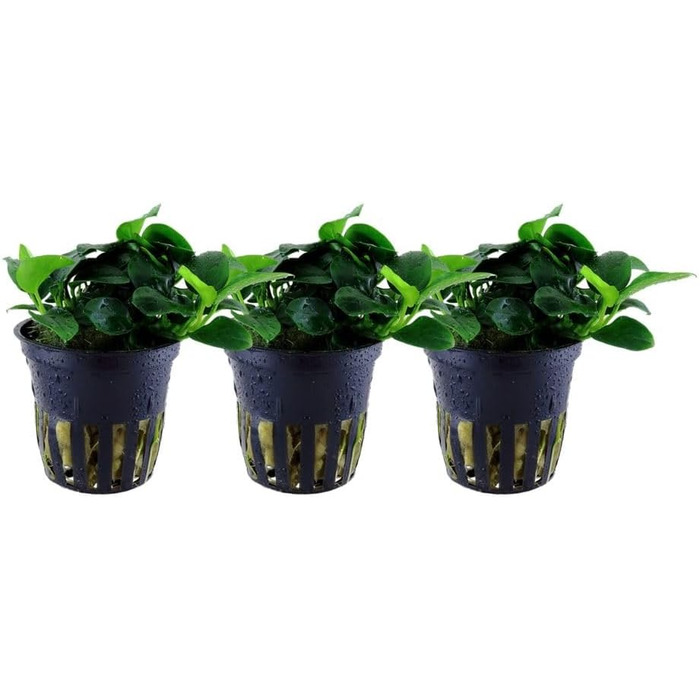 Акваріумна рослина Hygrophila corymbosa 'Compact', 3 шт — водна рослина для акваріума, стеблова, з розвиненою кореневою системою, легка у догляді, для акваскейпінгу та декору (Anubias 'Petite')