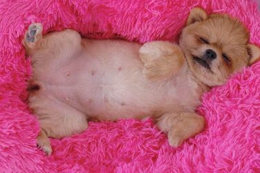 М'яке ліжко для кота/собаки у вигляді пончика, рожева, 70 см. Комфортне, з товстою наповнювачем, миється.