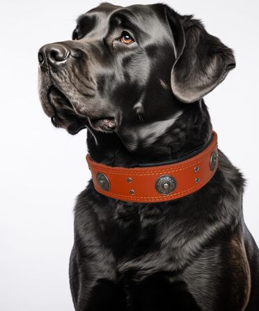 Нашийник для собак з натуральної шкіри, 5 см, помаранчевий, ручної роботи, L (53.5-63 см)