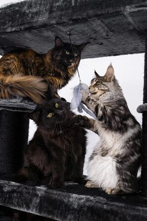 Дерев'яний кігтеточка для великих котів Petrebels Maine Coon XXL Lookout 198, надміцний, стовпи 15 см Ø, 100x60x198 см, чорний