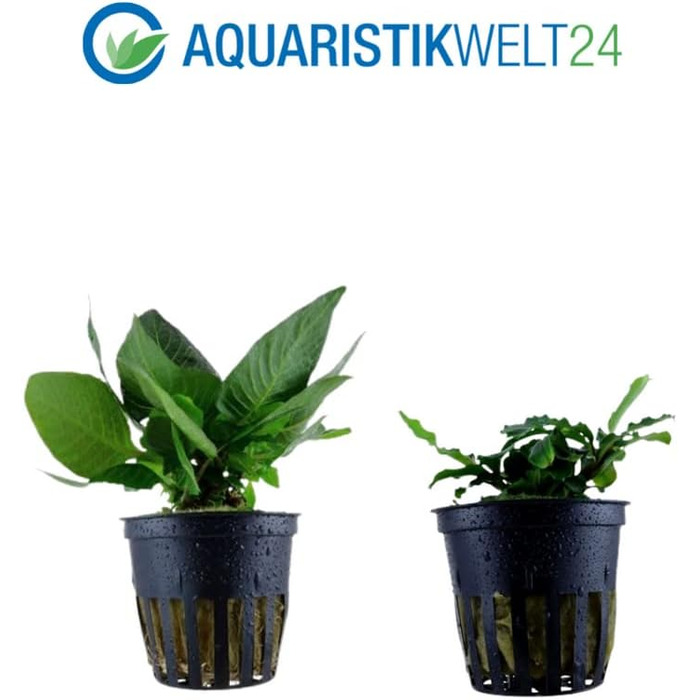 Набір акваріумних рослин AquaOne: 3 шт. для нано-акваріуму, стеблова Hygrophila, почвопокривна Eleocharis