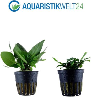 Набір акваріумних рослин AquaOne: 3 шт. для нано-акваріуму, стеблова Hygrophila, почвопокривна Eleocharis