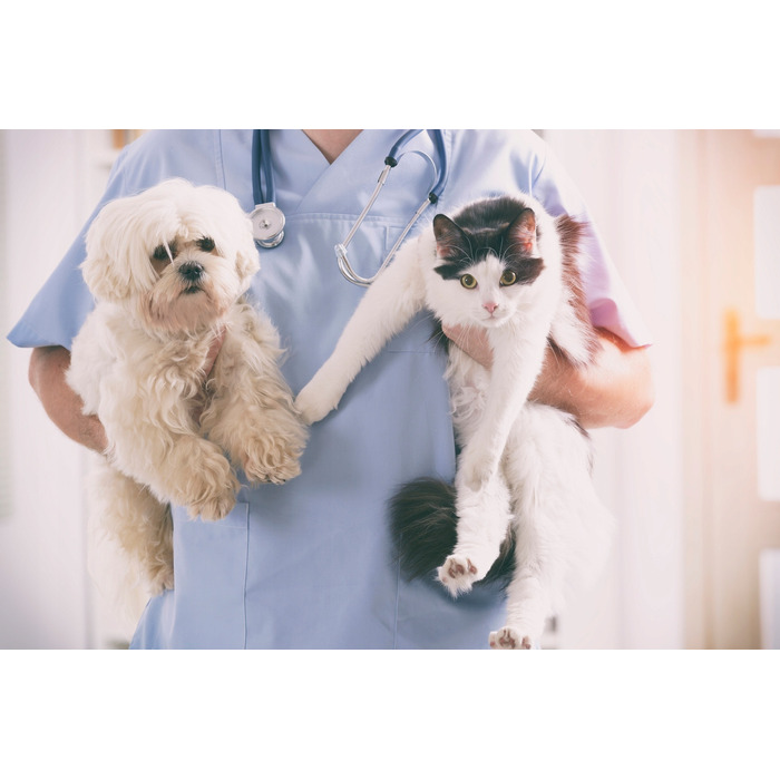 Сухий корм Royal Canin Renal для котів із нирковою недостатністю, курка, 6 кг