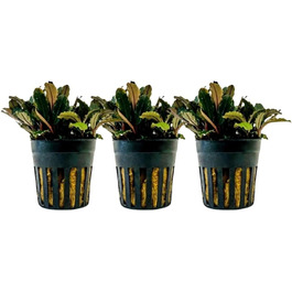 Акваріумна рослина Hygrophila corymbosa 'Compact', 3 шт. — водна рослина для акваріума, стеблова, повністю вкорінена, легка у догляді, для акваскейпінгу, декор, Bucephalandra sp. 'Blue Green'