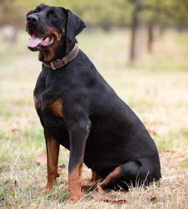 Нашийник для собак Джек Рассел з натуральної шкіри Amy - м'який, надійний, двошаровий нашийник для собак маленьких, середніх та великих порід (XS, Коричневий) XS (26.0-34.0 см)