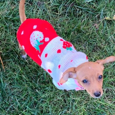 Пуловер для собак CHBORCHICEN, теплий в'язаний, з коміром-горловиною, зимовий, з принтом полуниці та сердечок, червоний, розмір M, рожевий