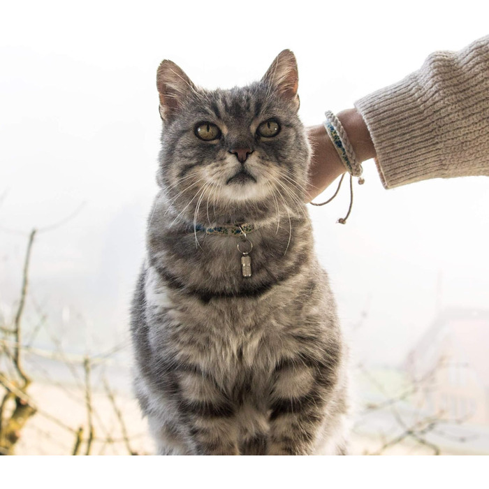 Нашийник для кота Pettsie з безпечною застібкою та браслетом дружби, міцна бавовна, D-подібне кільце для аксесуарів, регульований розмір 19-29 см, (12,7 - 20,3 см, блакитний)