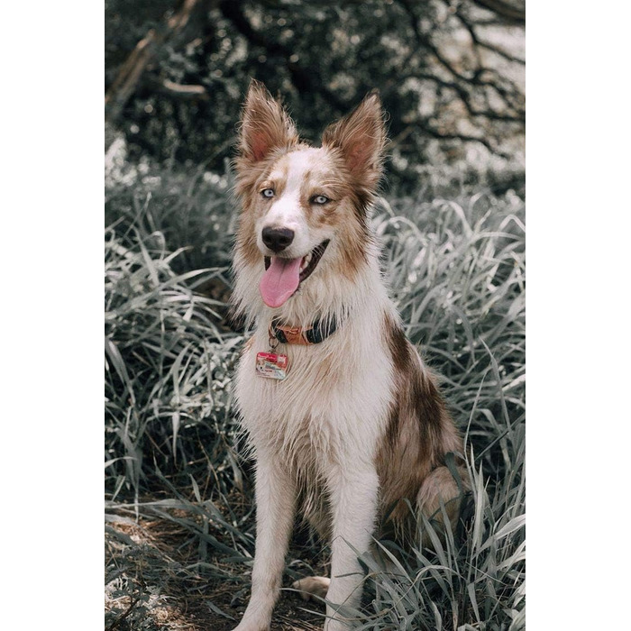 Набір повідка та нашийника для собак Aring Pet, оксамитовий нашийник та повідок, регульований для маленьких, середніх та великих собак, блакитний