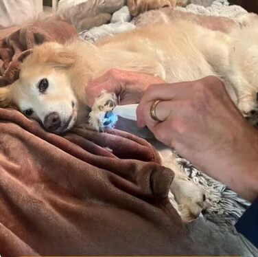 Триммер для лап SWZEC Paw Trim Pro Dr. Pfoten, оригінальна модель, білий