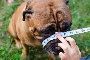 Легкий шкіряний намордник L&J Pets для Догу де Бордо та Бульмастифа, бежевий