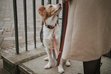 Нашийник для собак HUNTER Neopren Vario Plus, нейлон, неопрен, регульований, з поглинанням ривка, комфортний, розмір L/2,5, колір: мідний/сірий