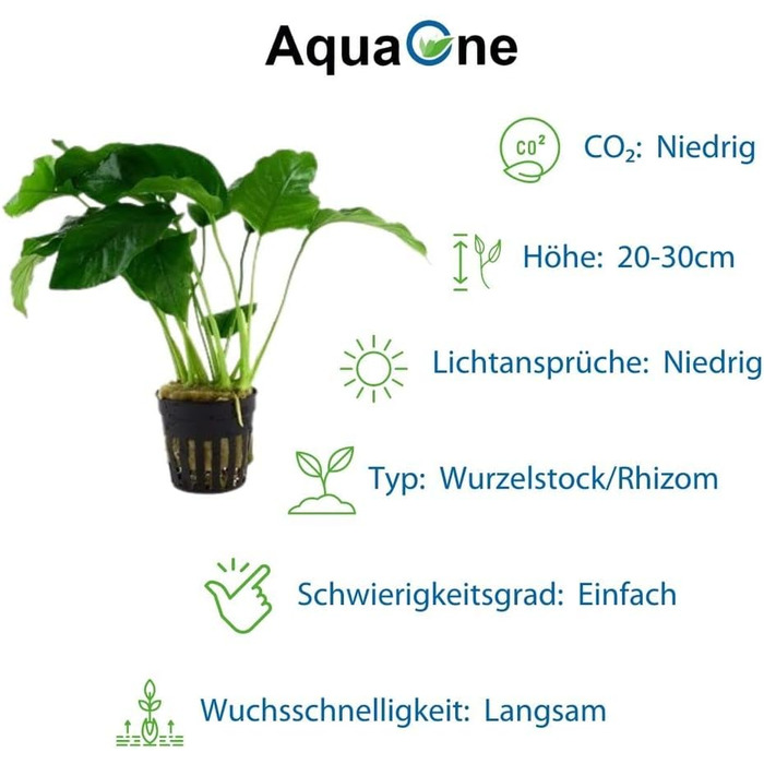 Набір анубіасів для акваріума — 4 шт. Anubias caladiifolia, angustifolia, barteri, nana для цихлідника та рослинного акваріума
