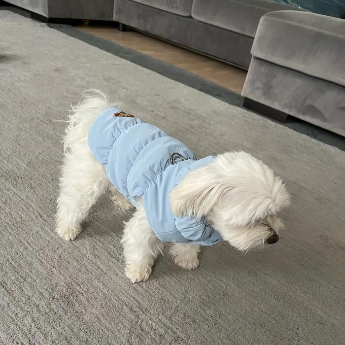 Зимовий теплий водонепроникний та вітронепроникний теплий зимовий одяг для собак з флісу (D-Ring), для малих, середніх та великих собак (Світло-блакитний, XXL)