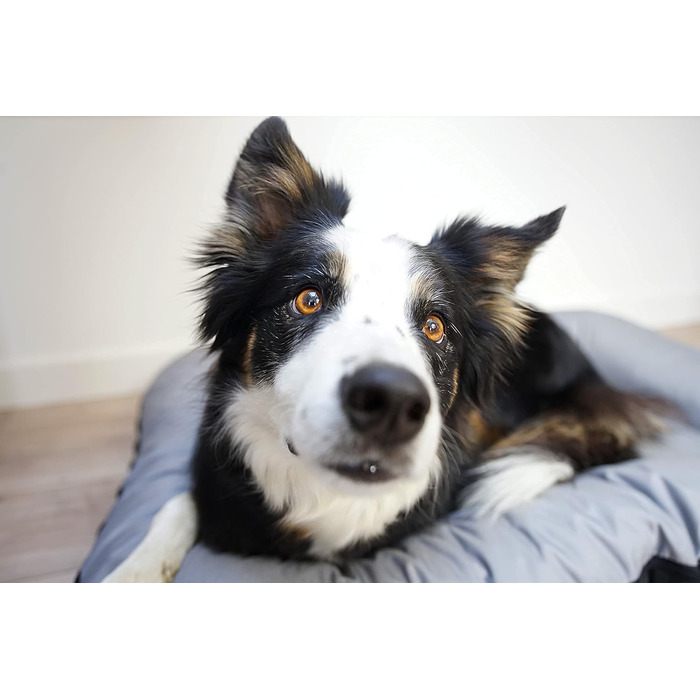 Ліжко для собак середніх порід 4L Textil KLEO, 90x70 см, бежеве, з блискавкою. Також: килимок, матрац, подушка для собак. Розміри: 80x60x10 см (сірий, з блискавкою)