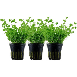 Акваріумна рослина Hygrophila corymbosa 'Compact', 3 шт — водна рослина для акваріума, стеблова, з розвиненою кореневою системою, легка у догляді, для акваскейпінгу та декору (Micranthemum umbrosum)