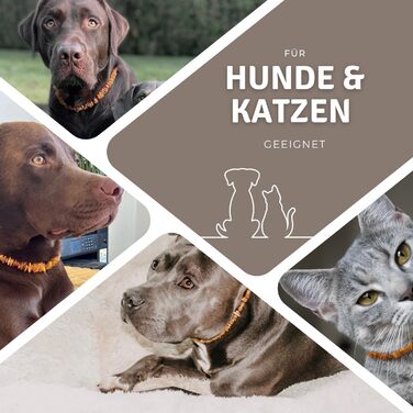 Намисто з бурштину для собак PetLove • 100% балтійський бурштин • Обов'язкове для собак та котів • Довжина: 50-55 см