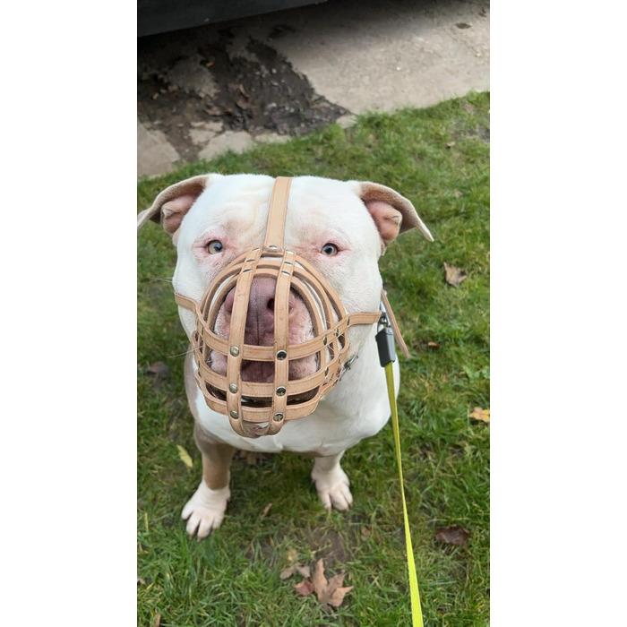 Намордник з натуральної шкіри для American Bully, Bully XL та схожих порід
