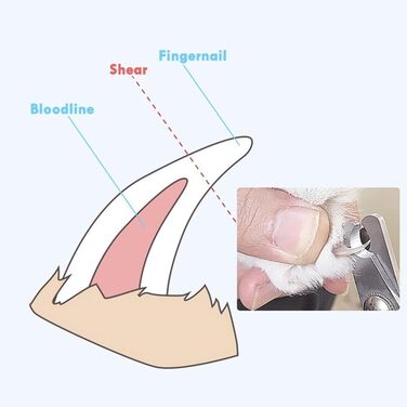 Кусачки для обрізання кігтів собак та котів, нержавіюча сталь, професійний інструмент для грумінгу з захистом від перерізання, гостра клинка
