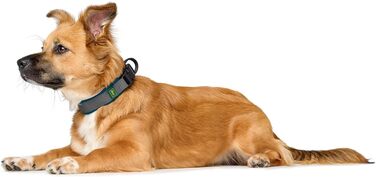 Крісло HUNTER Hasband Madon: дихаюча сітка, міцний нейлон, гіпоалергенне, з регулюванням напруження, вбудований адресник, розмір S, petrol