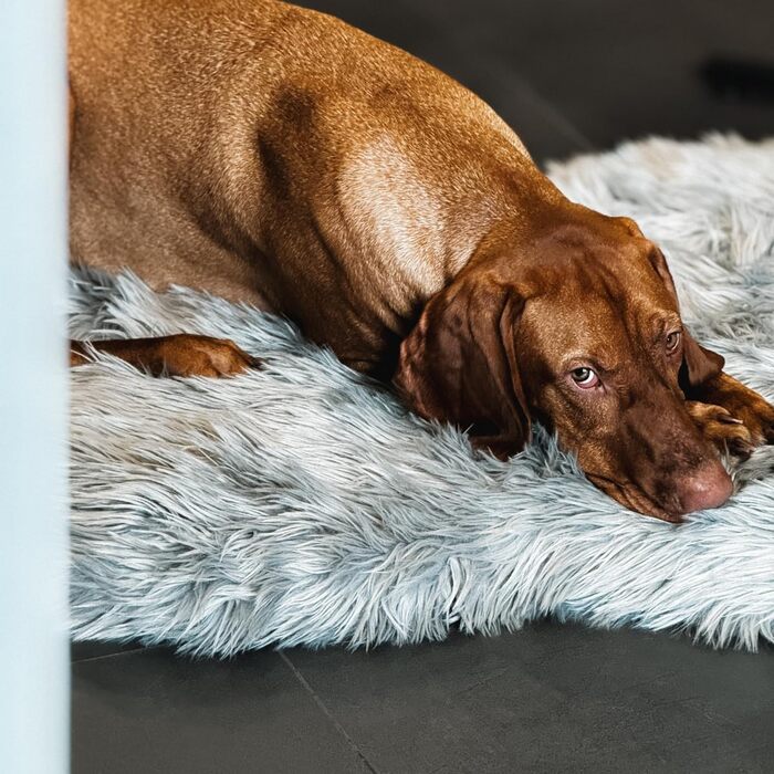 Ортопедичне собаче ліжко iHAPPYDOG з м'якої плюшевої тканини, Memory Foam, для собак маленьких, середніх, великих та XL, водонепроникний та пральний чохол (Сірий)
